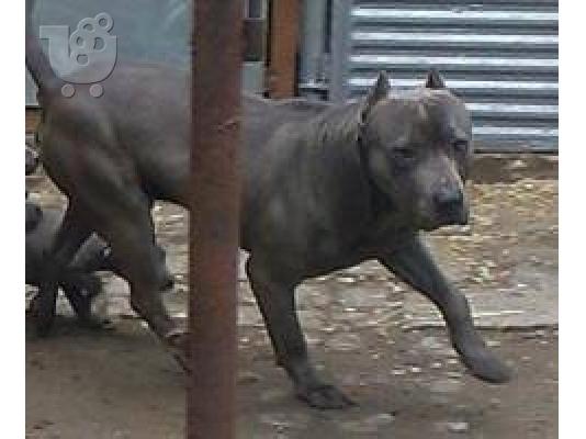 pitbull - πιτμπουλ Bluenose καθαροαιμα 6979314054